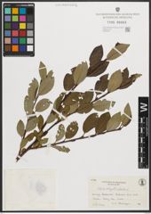 Foto von Salix phylicifolia L.
